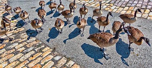 Gaggle Of Geese_01454.jpg - Canada Geese (Branta canadensis) photographed at Ottawa, Ontario, Canada.